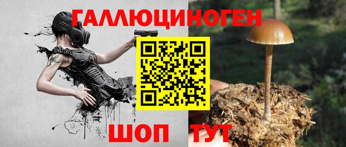 Черняховск  Галлюциногенные грибы Cubensis  Вход с VPN 